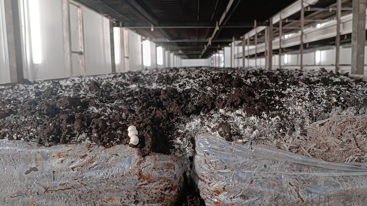 GO CHAMPLAST 1|GO CHAMPLAST 2